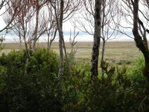 More views of the mirador, cows grazing in the grass along the beach