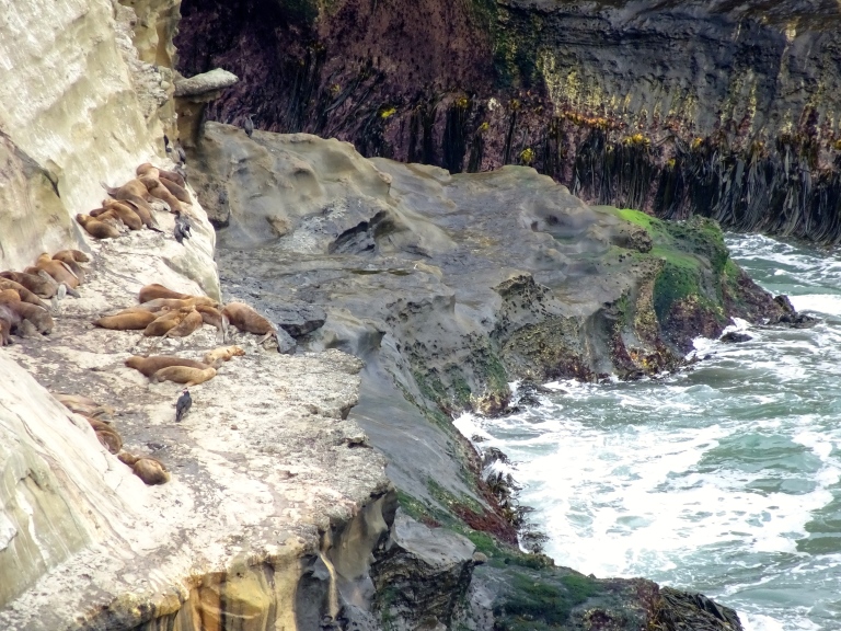 Lobos Marions/Sea Lions resting on the rocks below