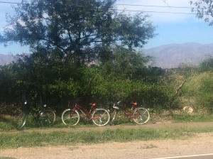 We were riding for awhile so we decided to give the bikes a break and enjoy some the scenery of the vineyards with the mountains in the background.