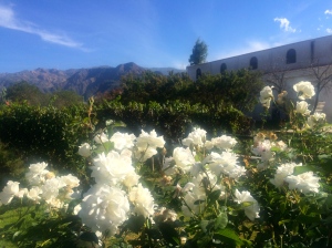 Beautiful flowers at Bodega Domingo Hermanos