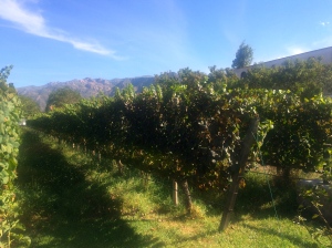 Vineyards at Bodega Dos Hermanos