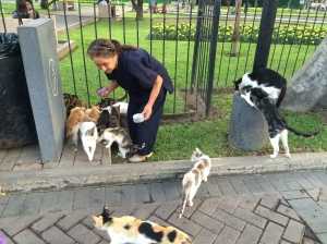 Evidence of a woman feeding the kitties